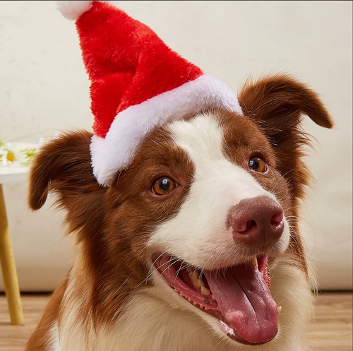 Dog wearing the red plush pet Santa hat